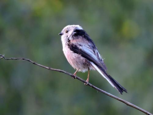 ������������� ������