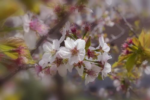 ����� ����������� (��������) � �����