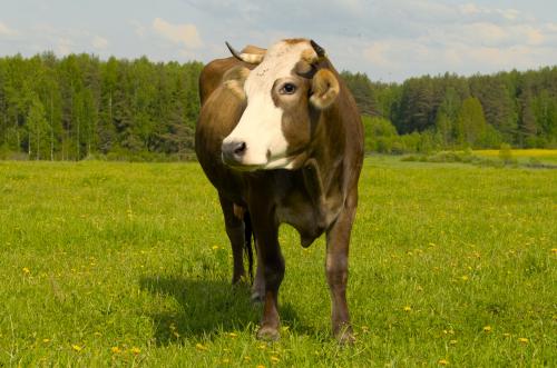 �������� �� ����