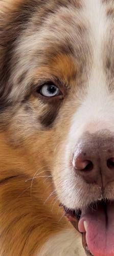 ������ ������