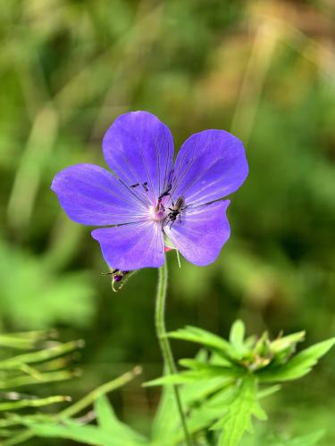 ������ �������