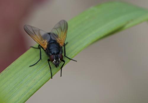 ���� ��������