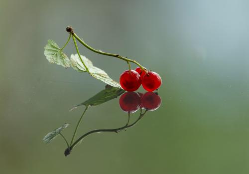 ������� ��������� 