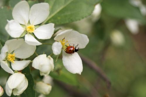 ����� �������