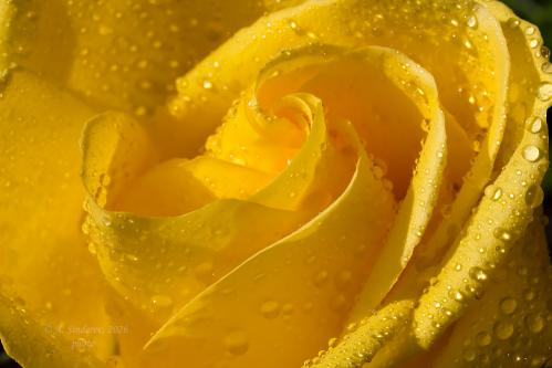 ����� ����� ����