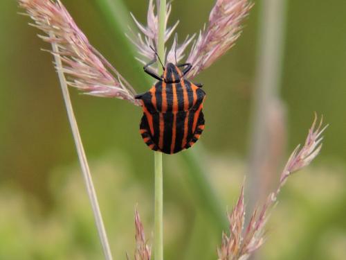 ������ ���������� 