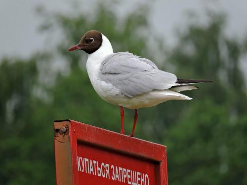 ������ �����