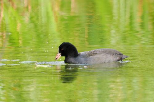 � ������� ����.