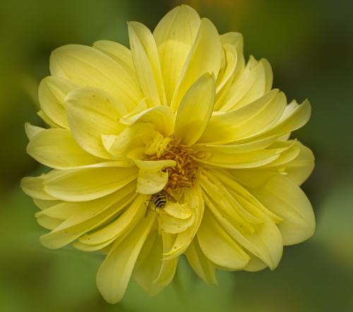 ������� ������