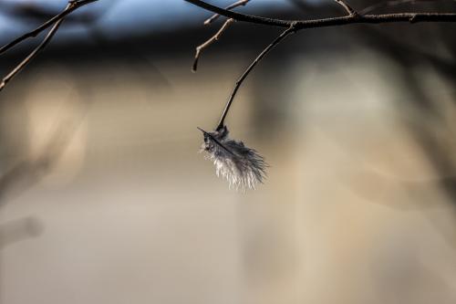 ������� ����