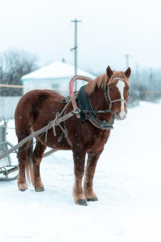 �� ������