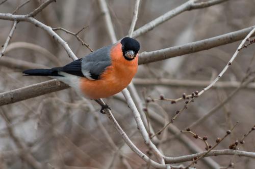 ���������� ��������: 