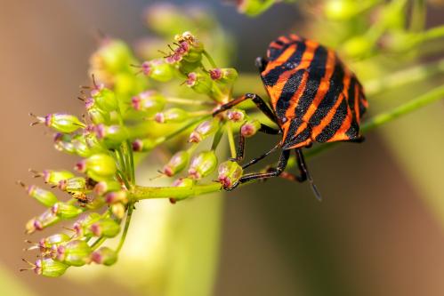 ������ ���������