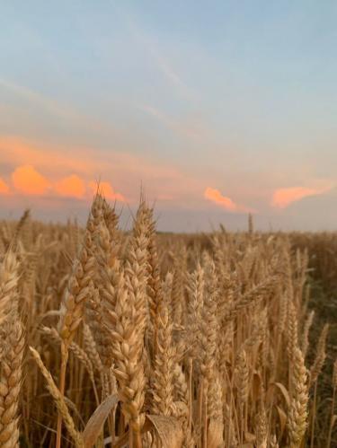 ������� ����