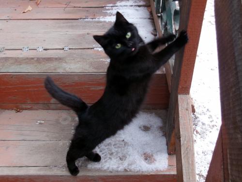 ����� �������