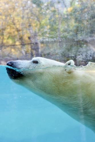 ����� �������