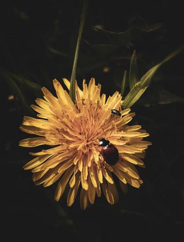 ����� ������� 