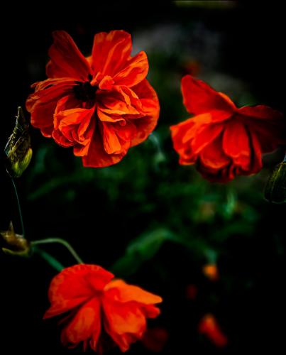 �������� ���� 