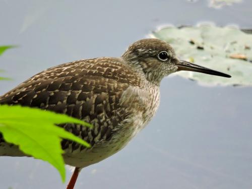 ����� �������