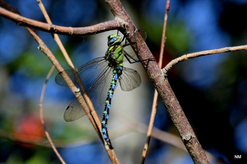 C������� - � �������� � �������� ...