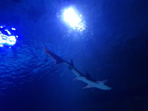 ����������� �����