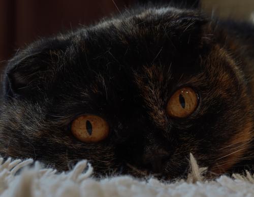 ����� ����� �� �����...