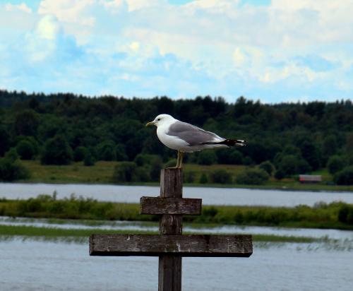 ����� �� ������