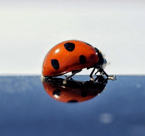 ����� � ����