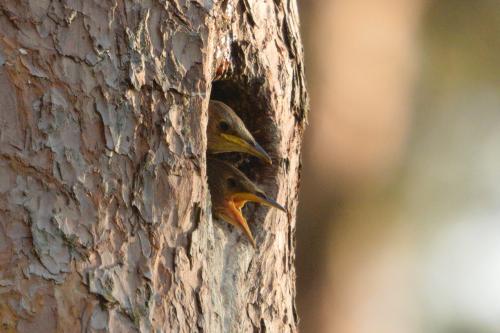 ������ �����!