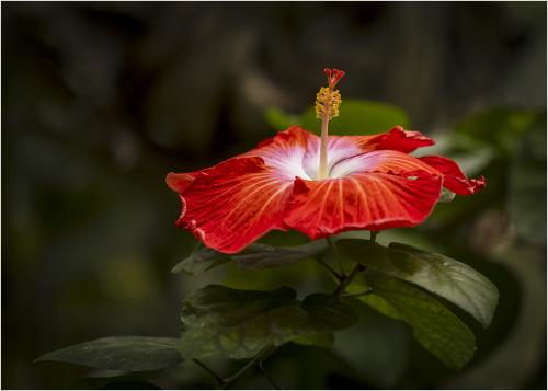 ��������.