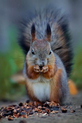 ����� �������. 