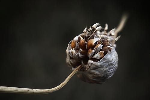 ������ �������