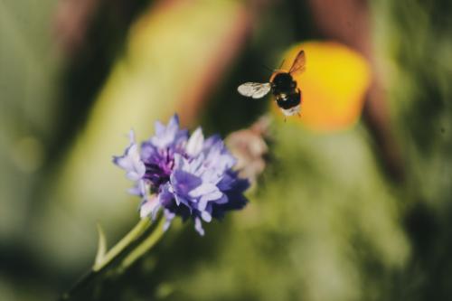 ����� �����