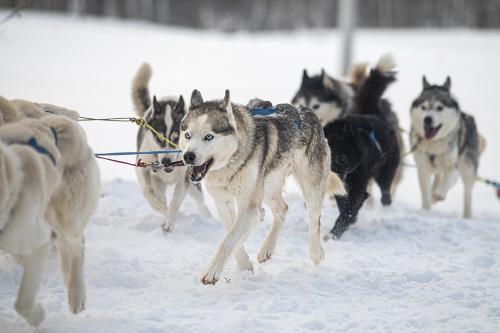 ������� �������