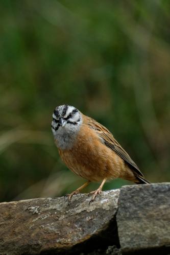 ���-�����