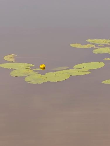 ���� �������