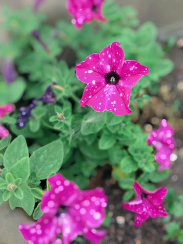 ������ ����