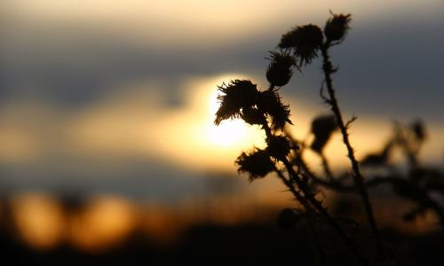 �� ������