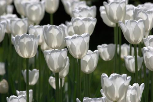 ����� ��������