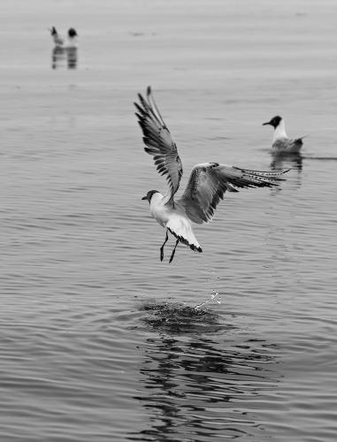 �� ����� ����