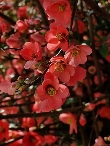 �������� �����