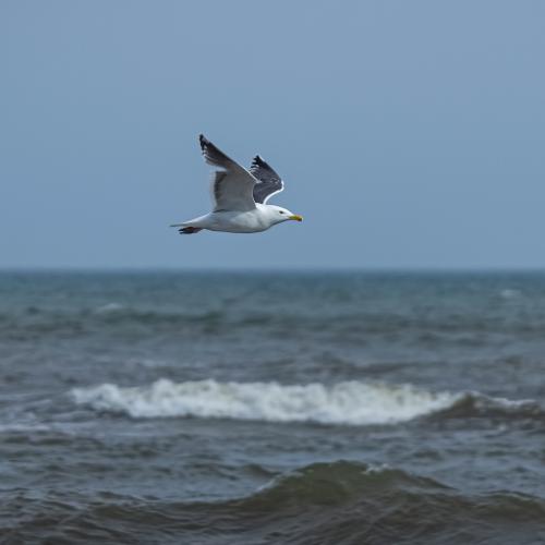 ��� ������