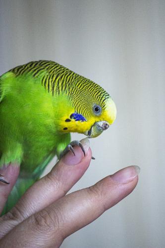 �����, ������� ������