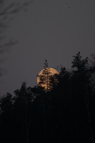 ����� ����