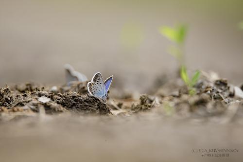 ������� � ���������