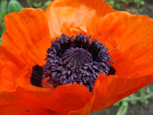 ������ ���