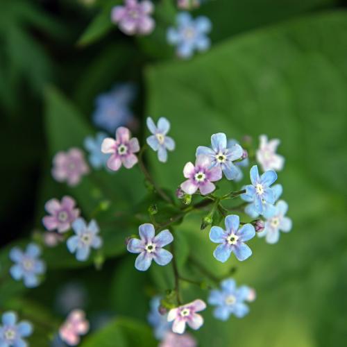 ������� ���������