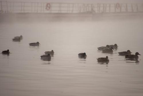 ���� �� ����