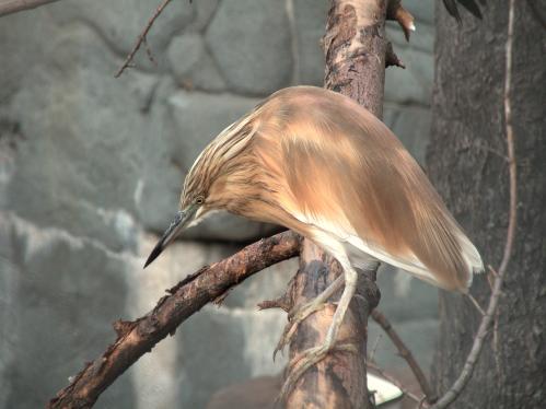 ������ �����