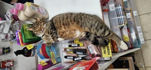 � �������� 